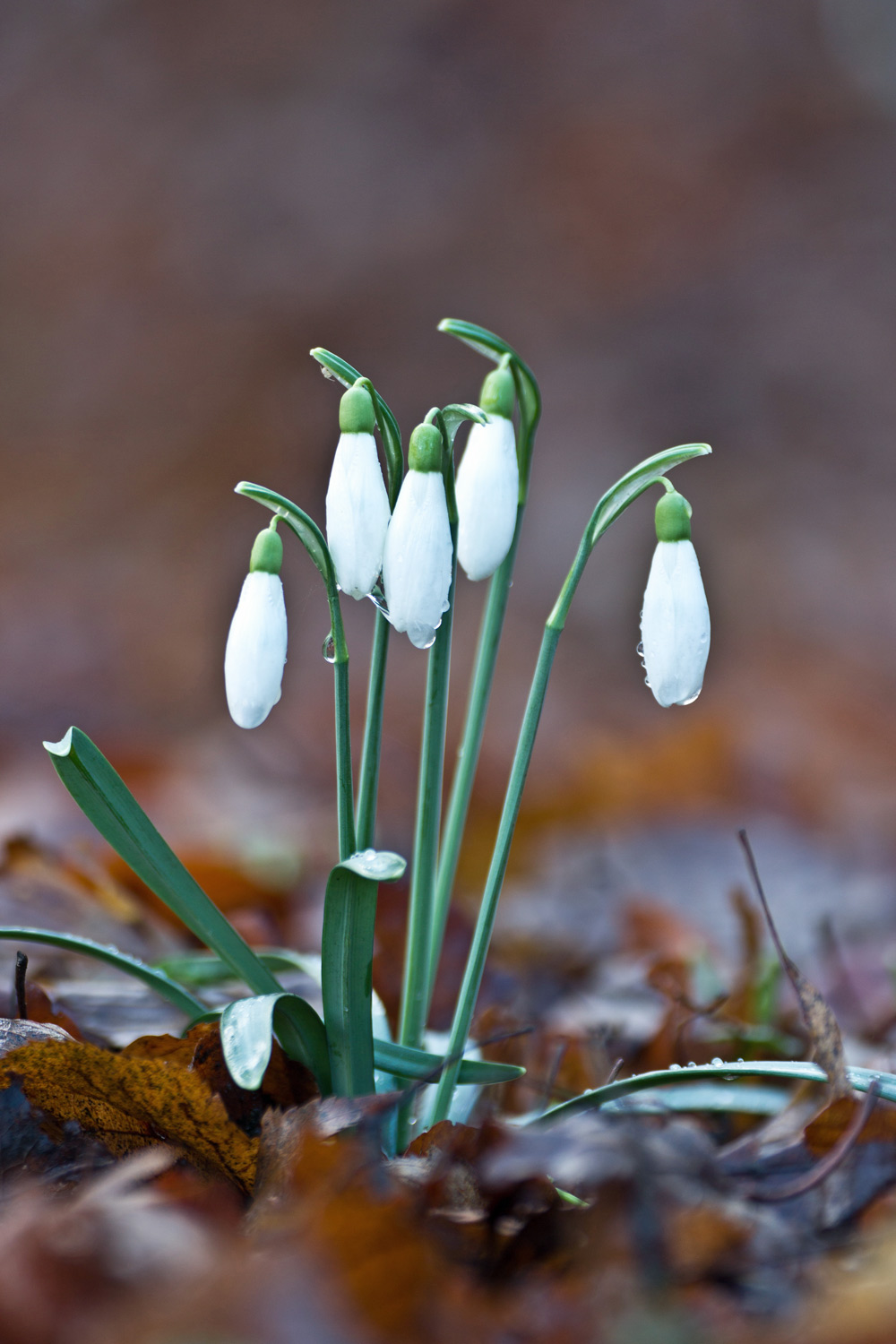 Galanthus nivalis  / Bucaneve